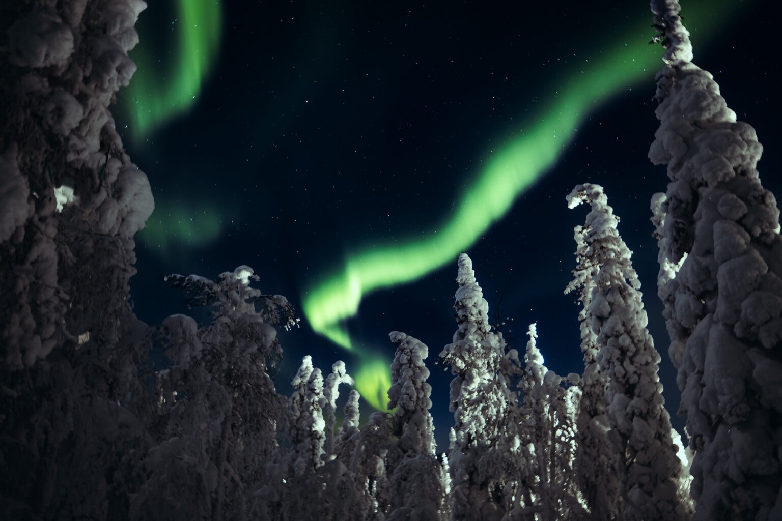 Revontulet lumen peittämien puiden yllä tähtitaivaalla yöllä Levillä